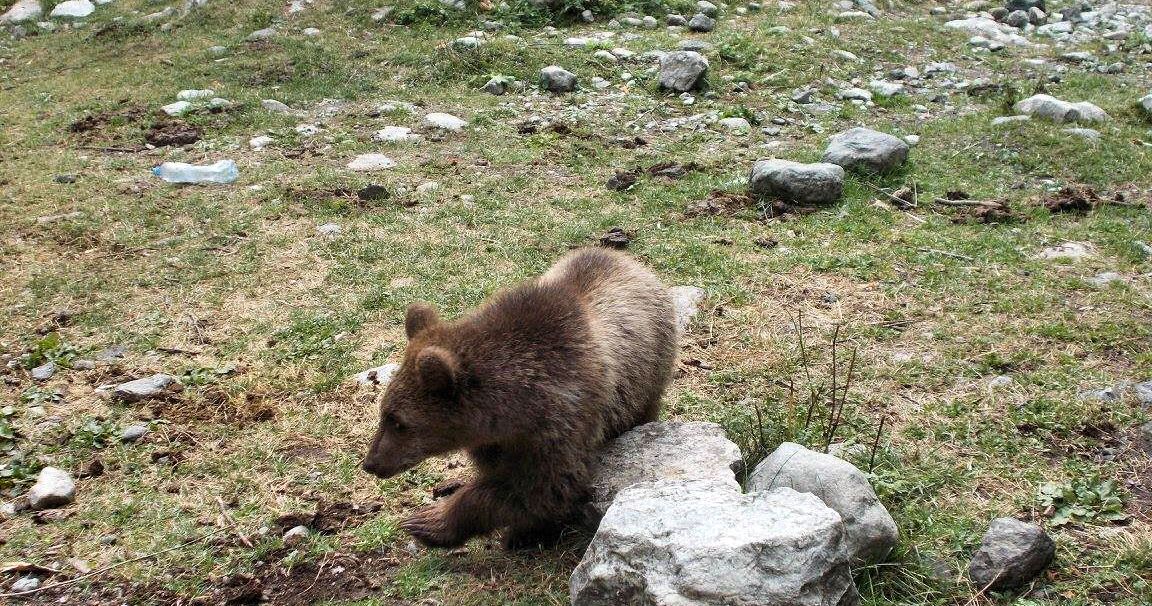 Young Georgian bear