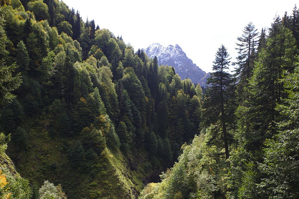 Forests of Egrisi mountains