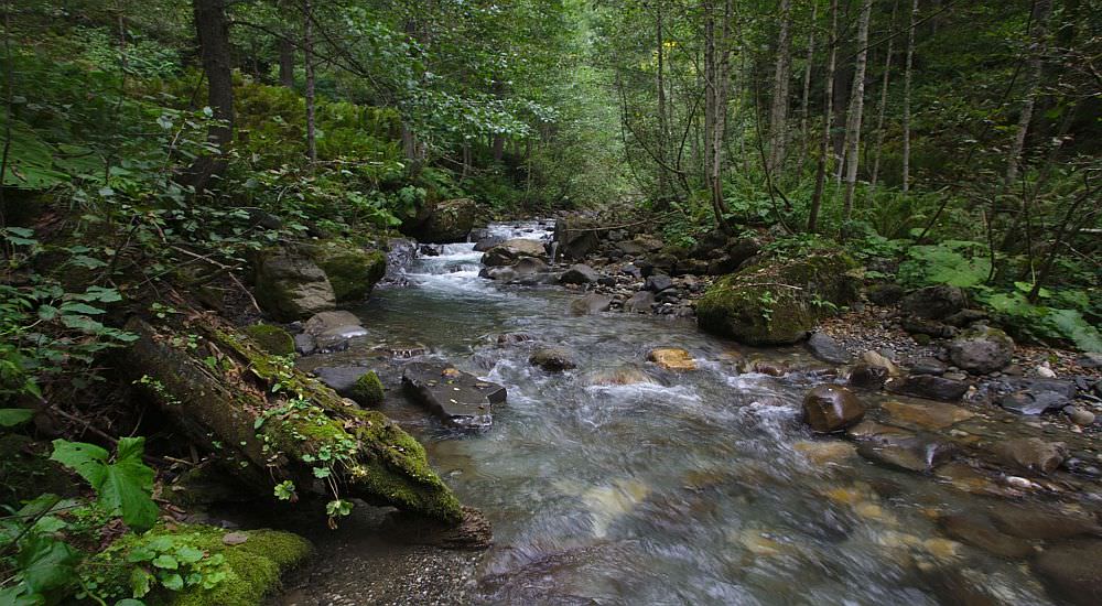 Forests of Egrisi mountains