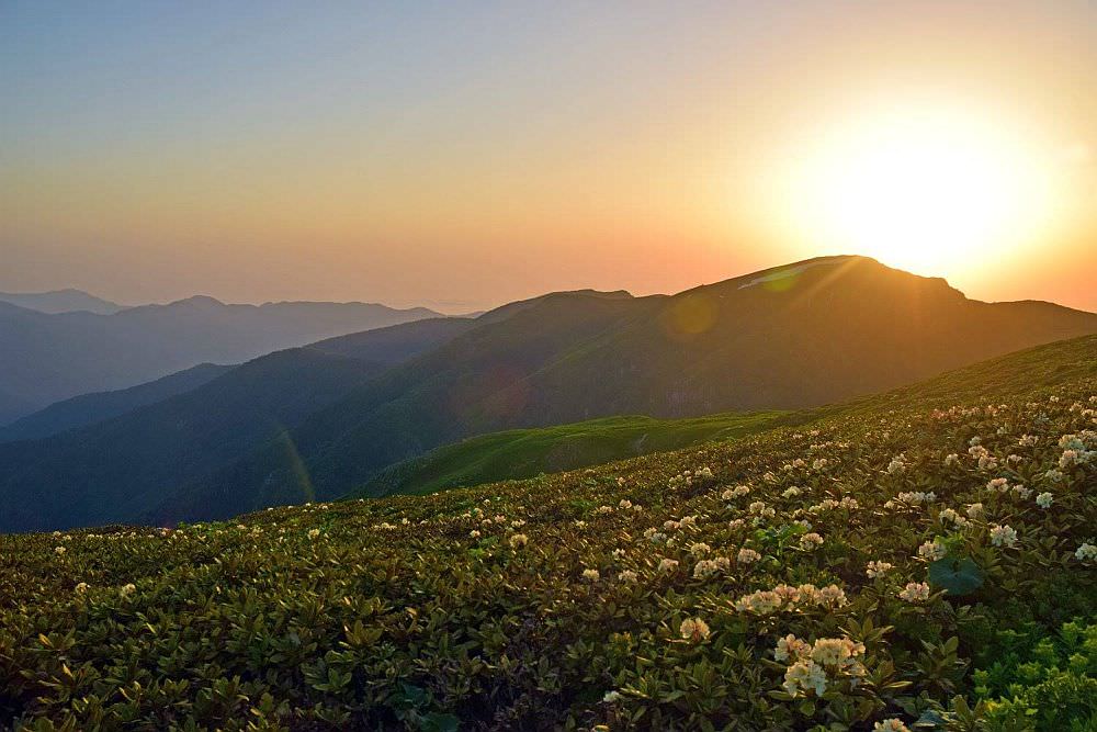 Sunset in Borjomi, rhododendrons in full bloom