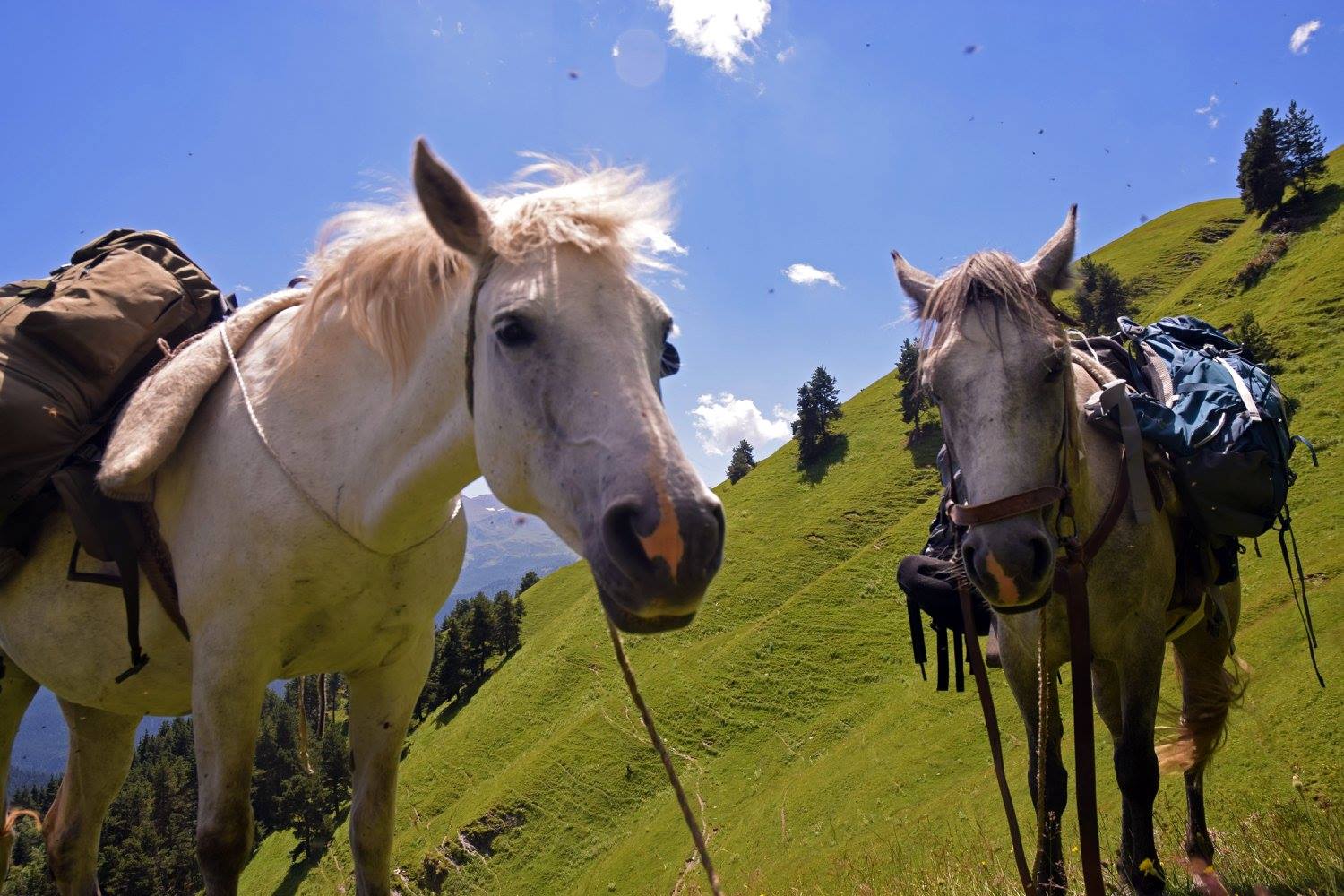 Curious horses in Tusheti
