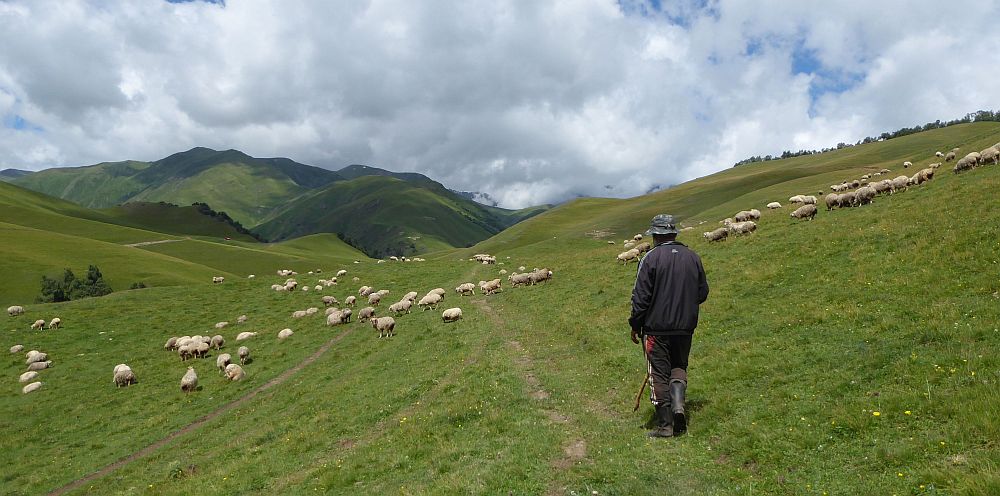 Safest passage through the flock of sheep