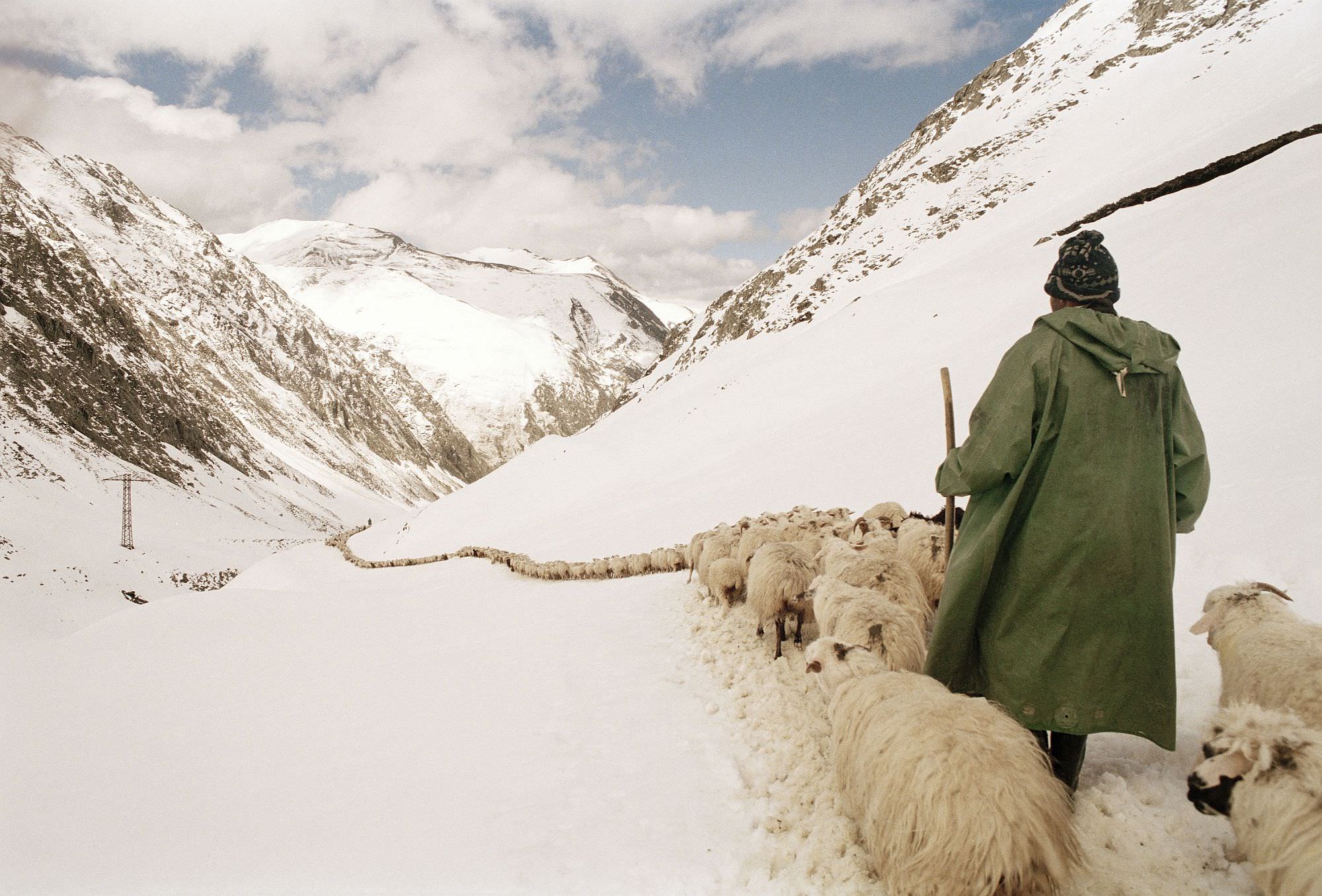 Shepherds return to Tusheti in the early summer (by Dmitry Gomberg)