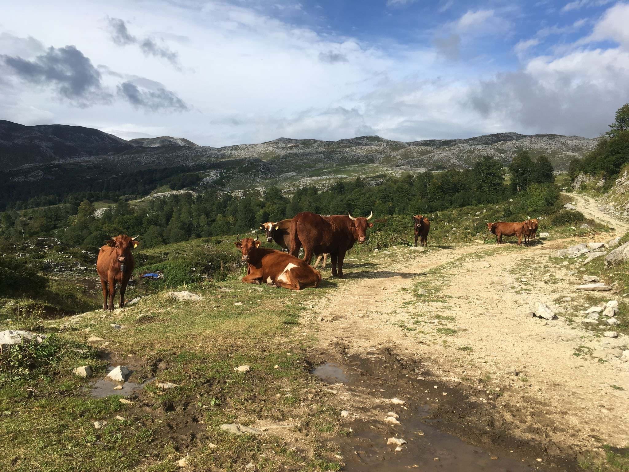 Cows en route to the Askhi massif