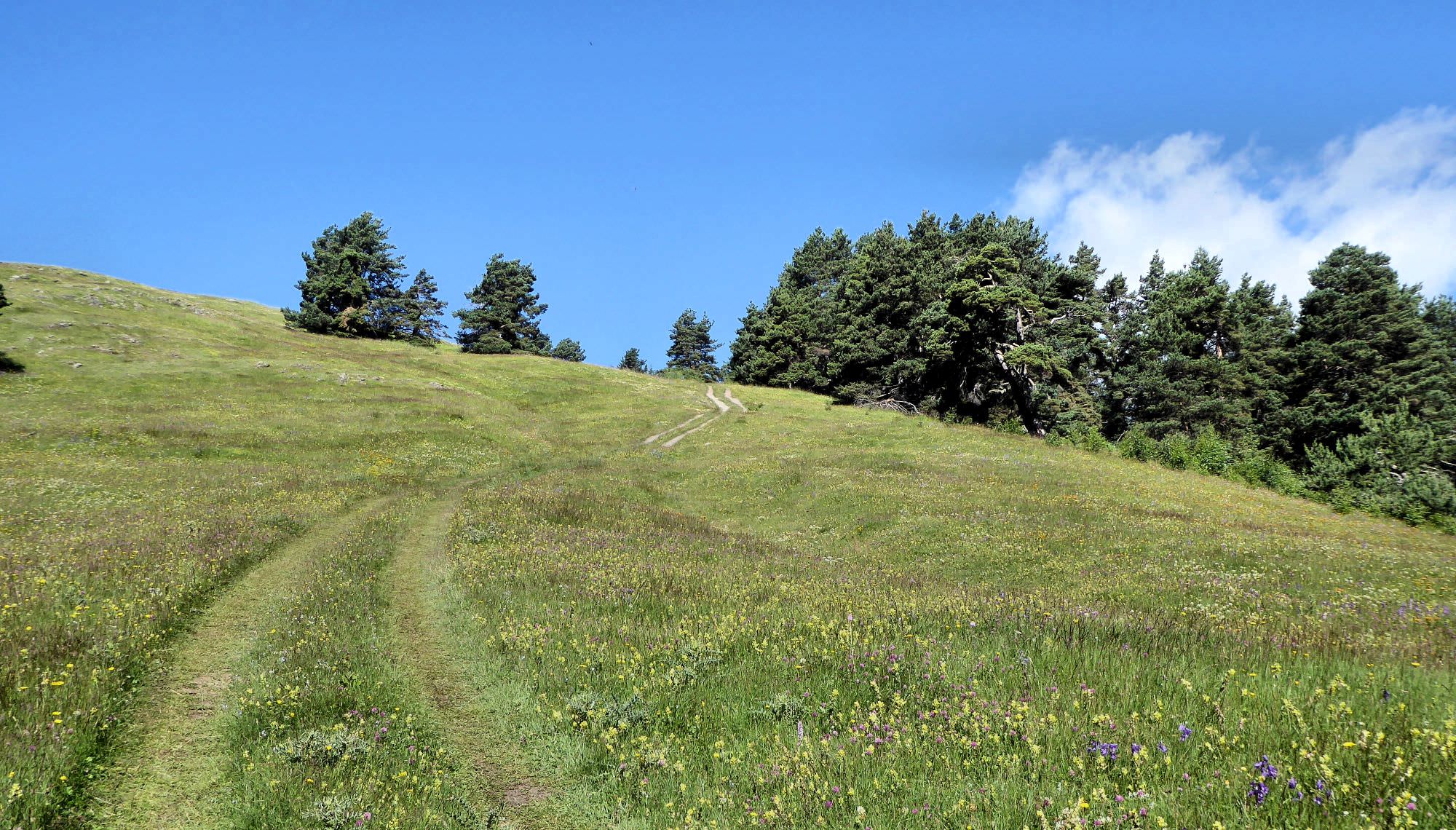 Dirt road on the Ghele meadow