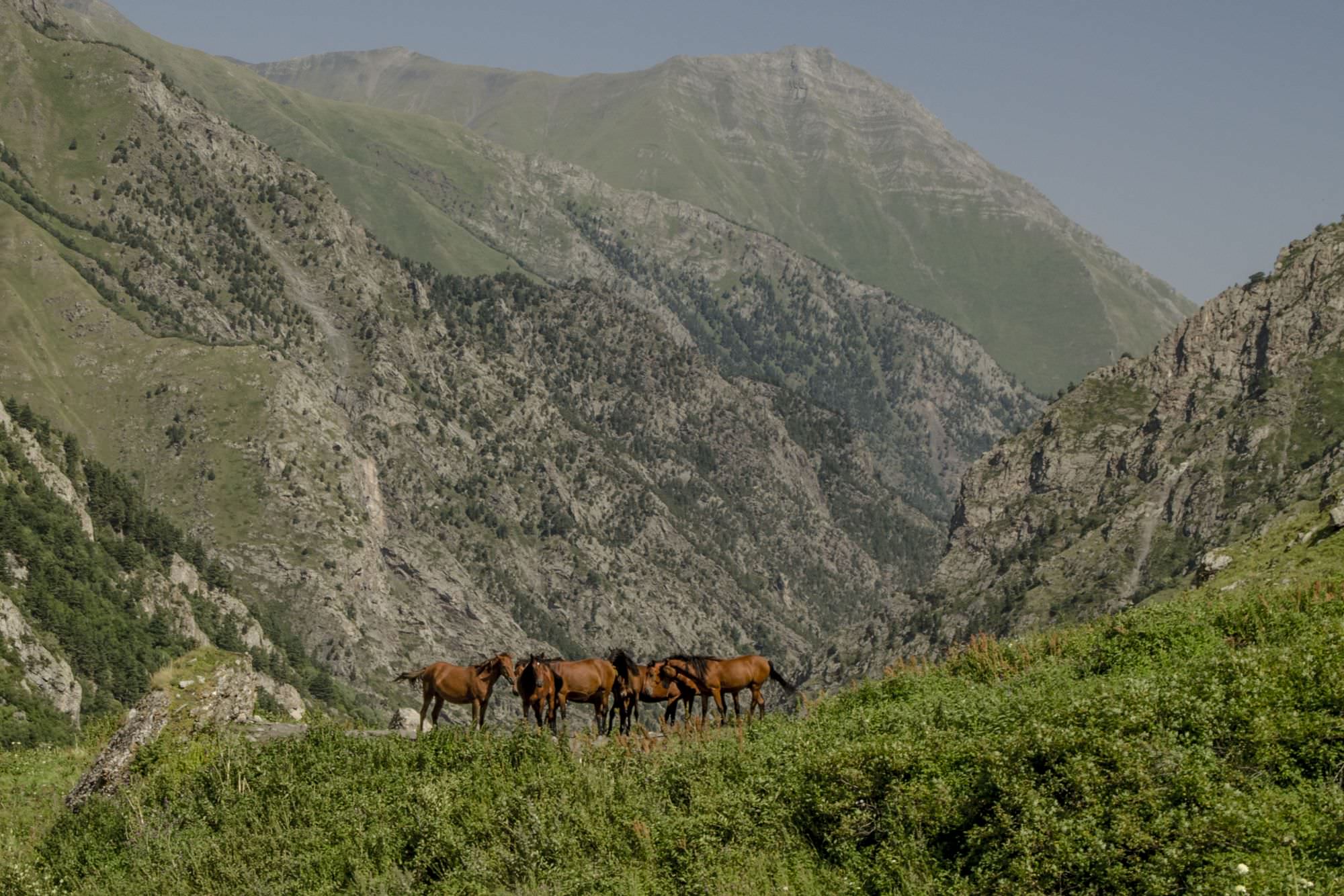 Horses in Kalotana valley