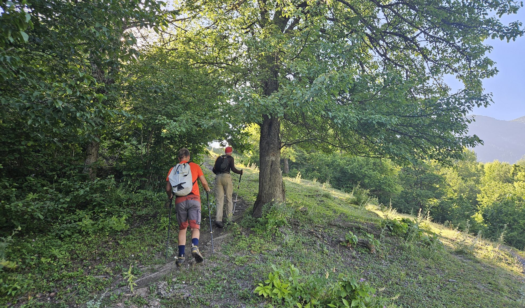 In the forest above Mazeri