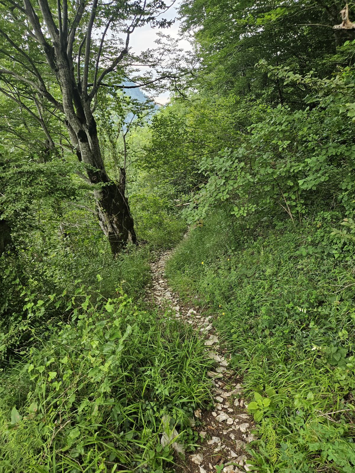 Footpath through the forest