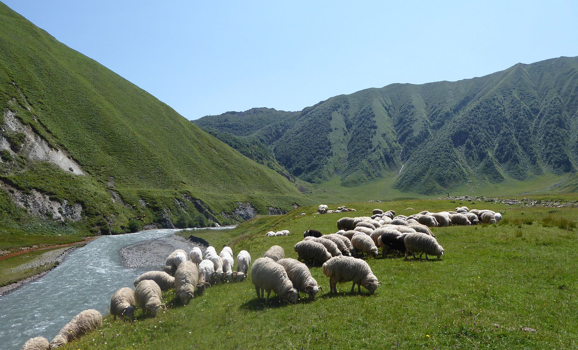 Sheep in Truso valley