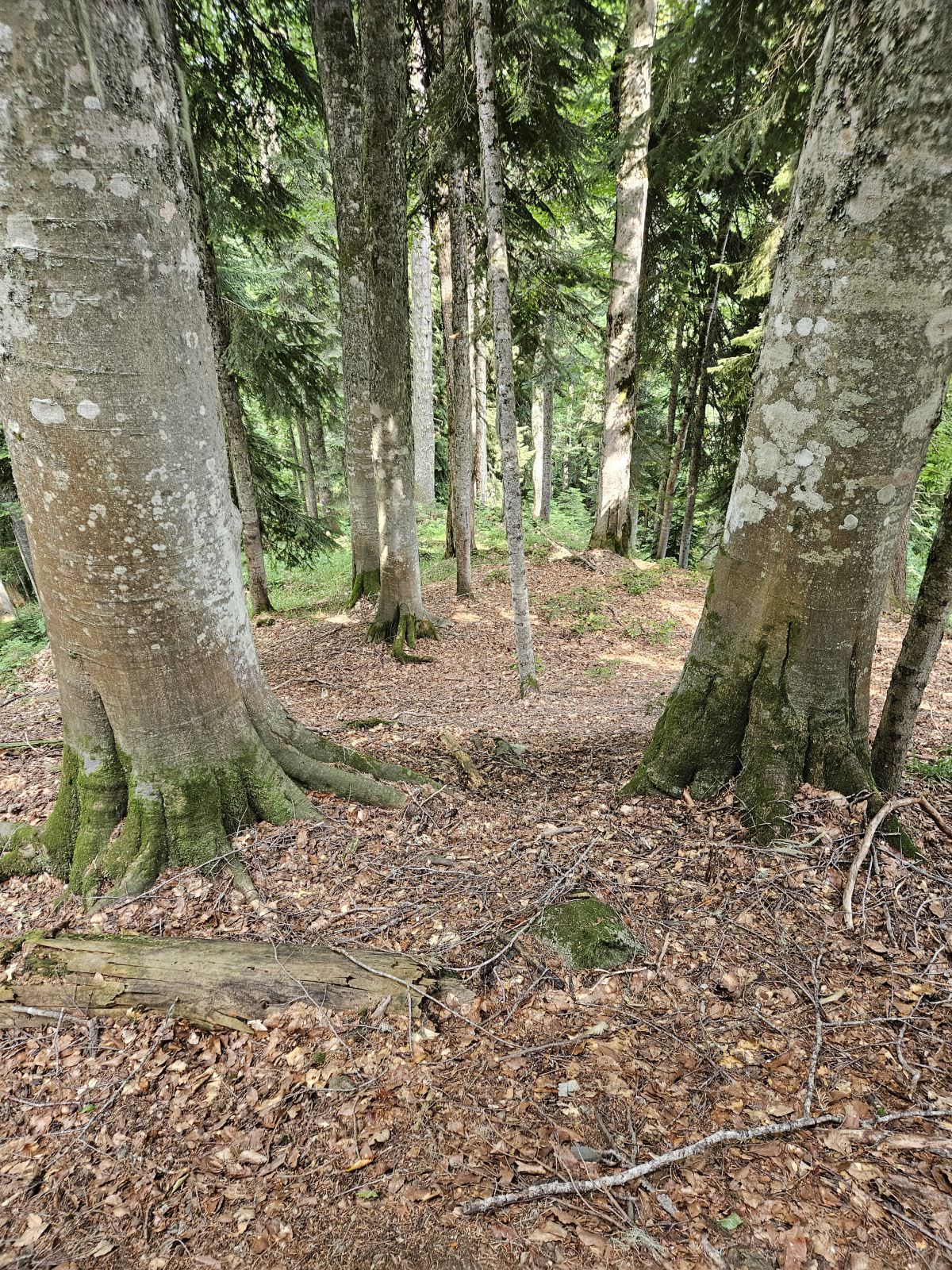 The terrain improves as we climb higher on the ridge