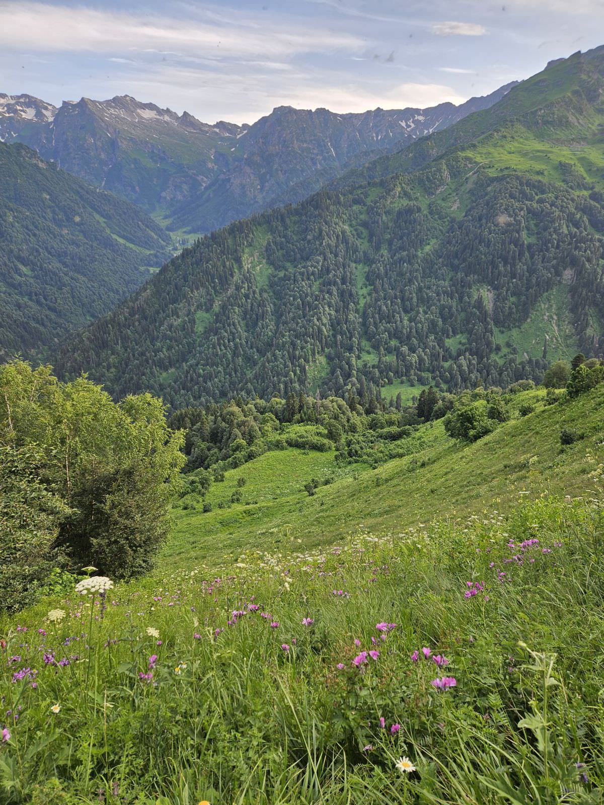 Meadow to the left of the forested ridge