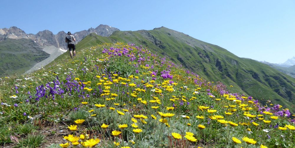 The alpine flowers of Georgia