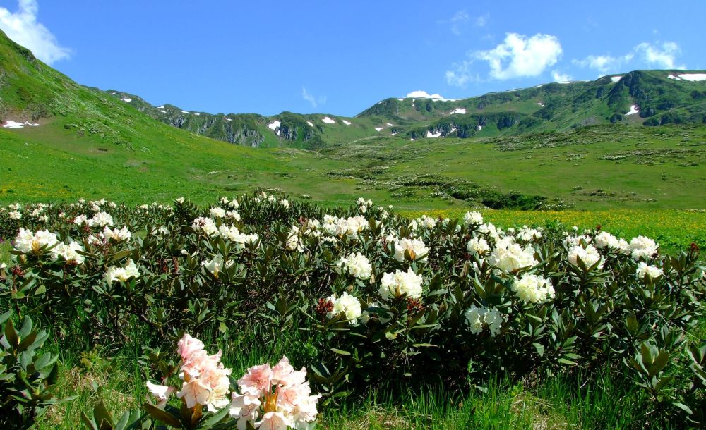 The alpine flowers of Georgia