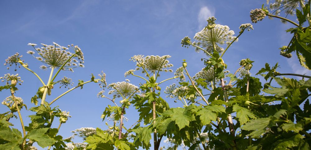 The alpine flowers of Georgia