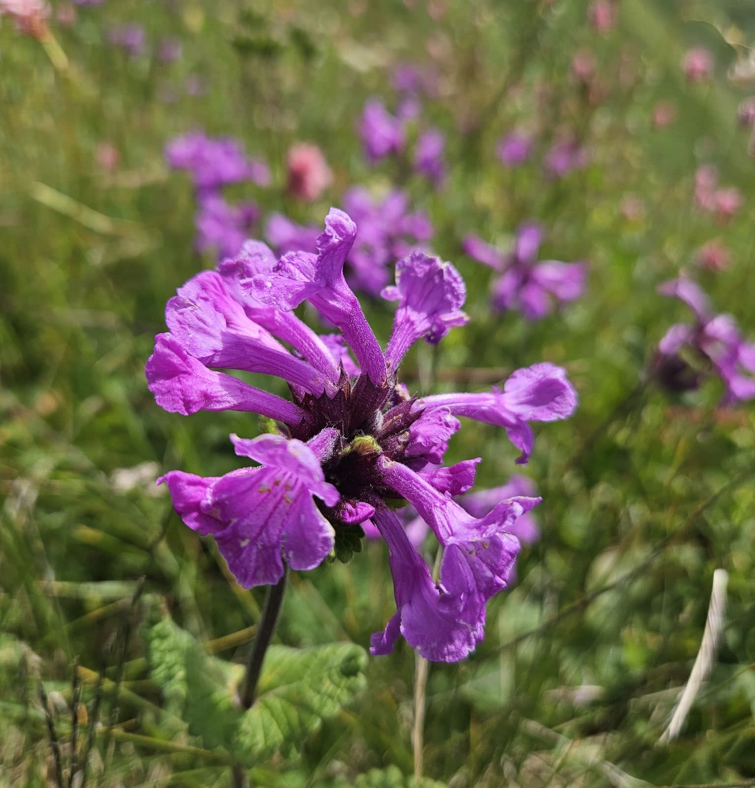 The alpine flowers of Georgia