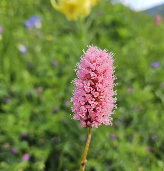 The alpine flowers of Georgia