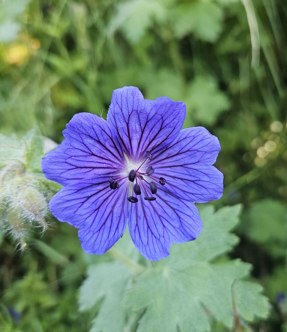 The alpine flowers of Georgia
