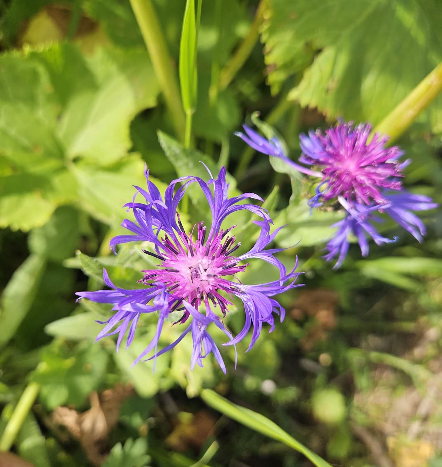 The alpine flowers of Georgia