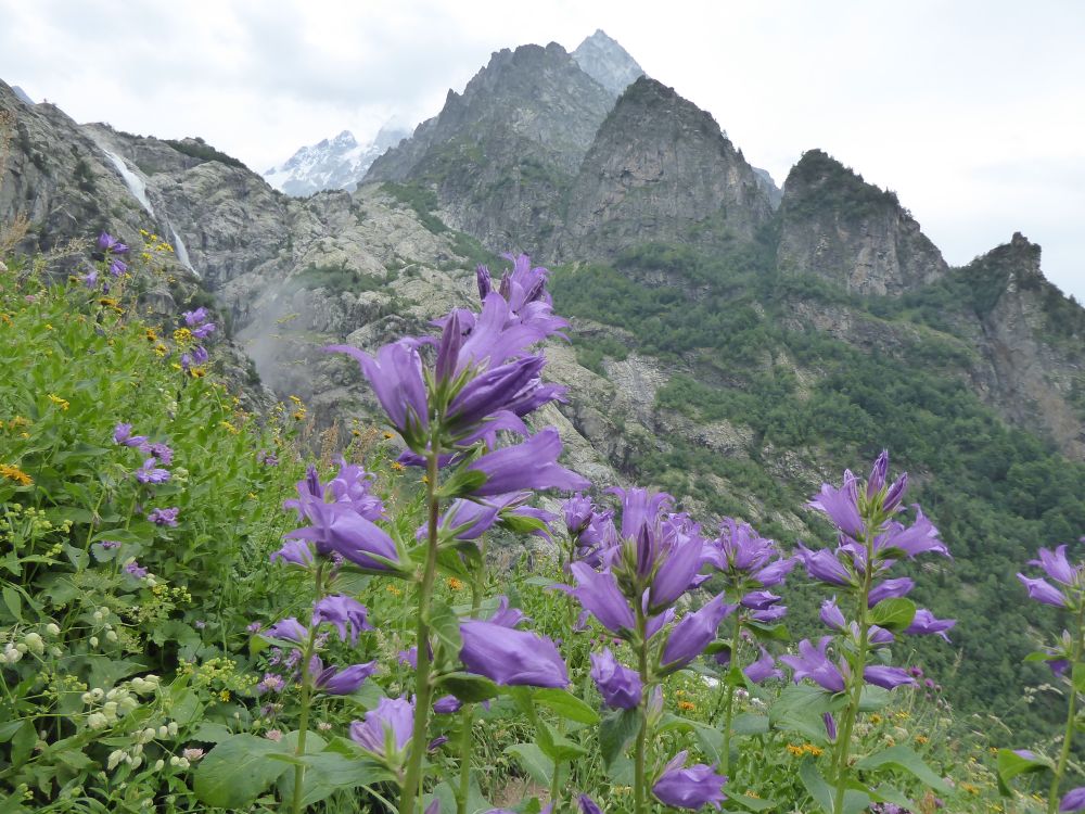 The alpine flowers of Georgia