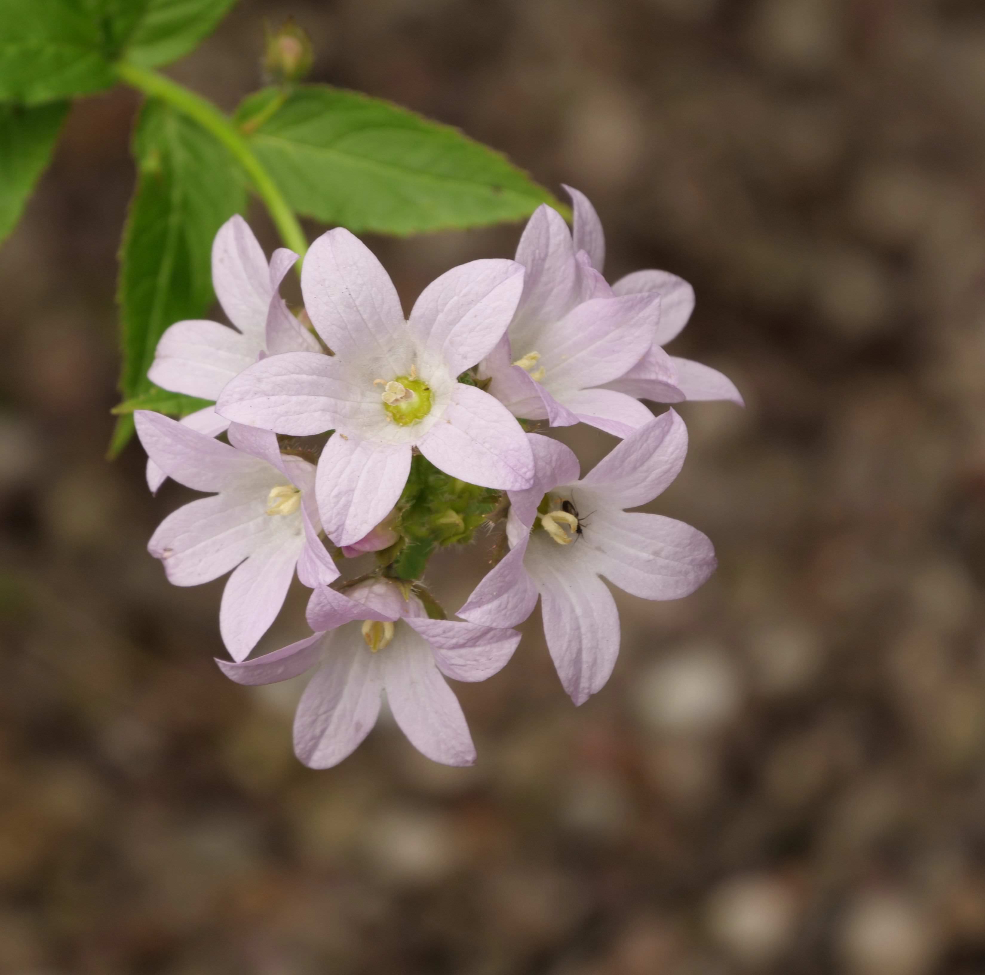 The alpine flowers of Georgia