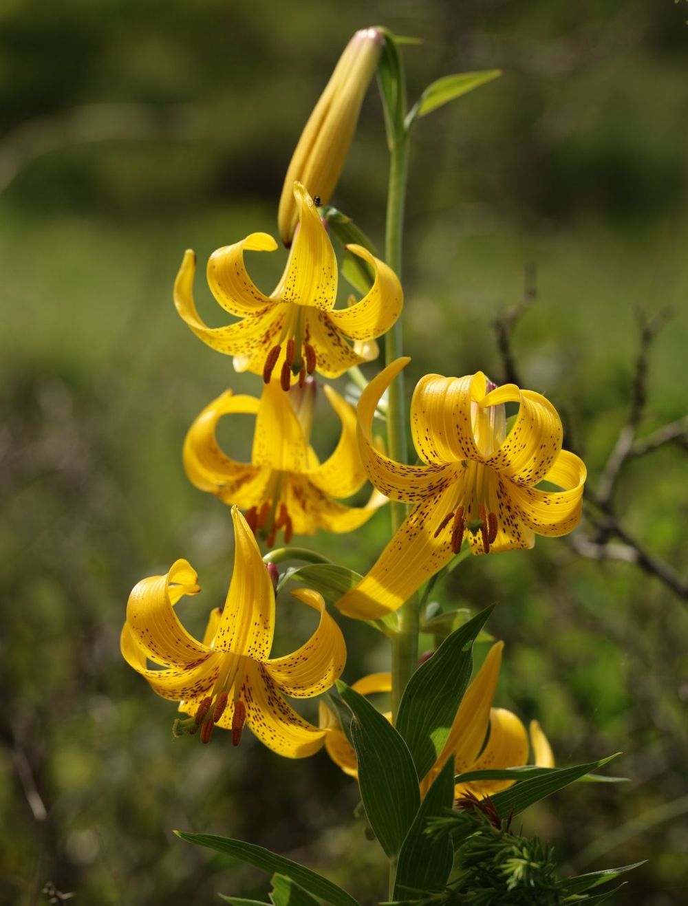 The alpine flowers of Georgia
