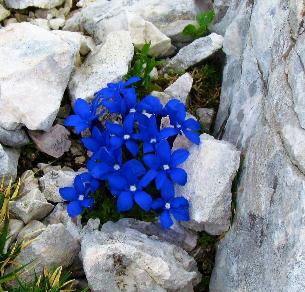 The alpine flowers of Georgia