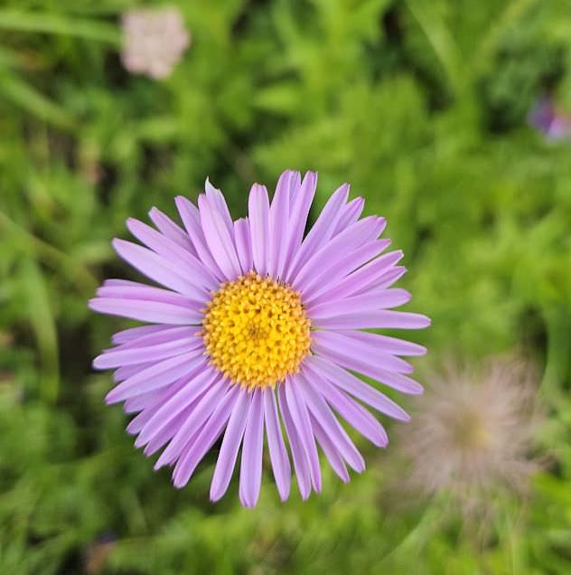 The alpine flowers of Georgia