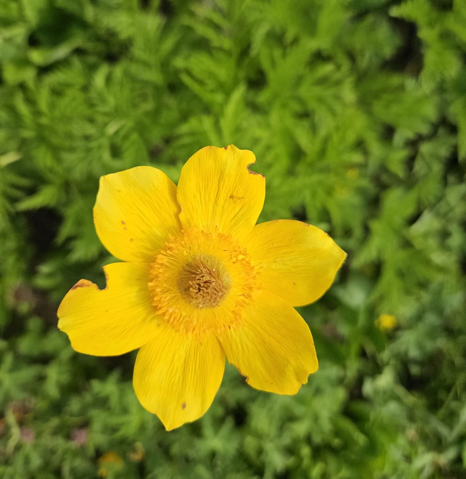 The alpine flowers of Georgia