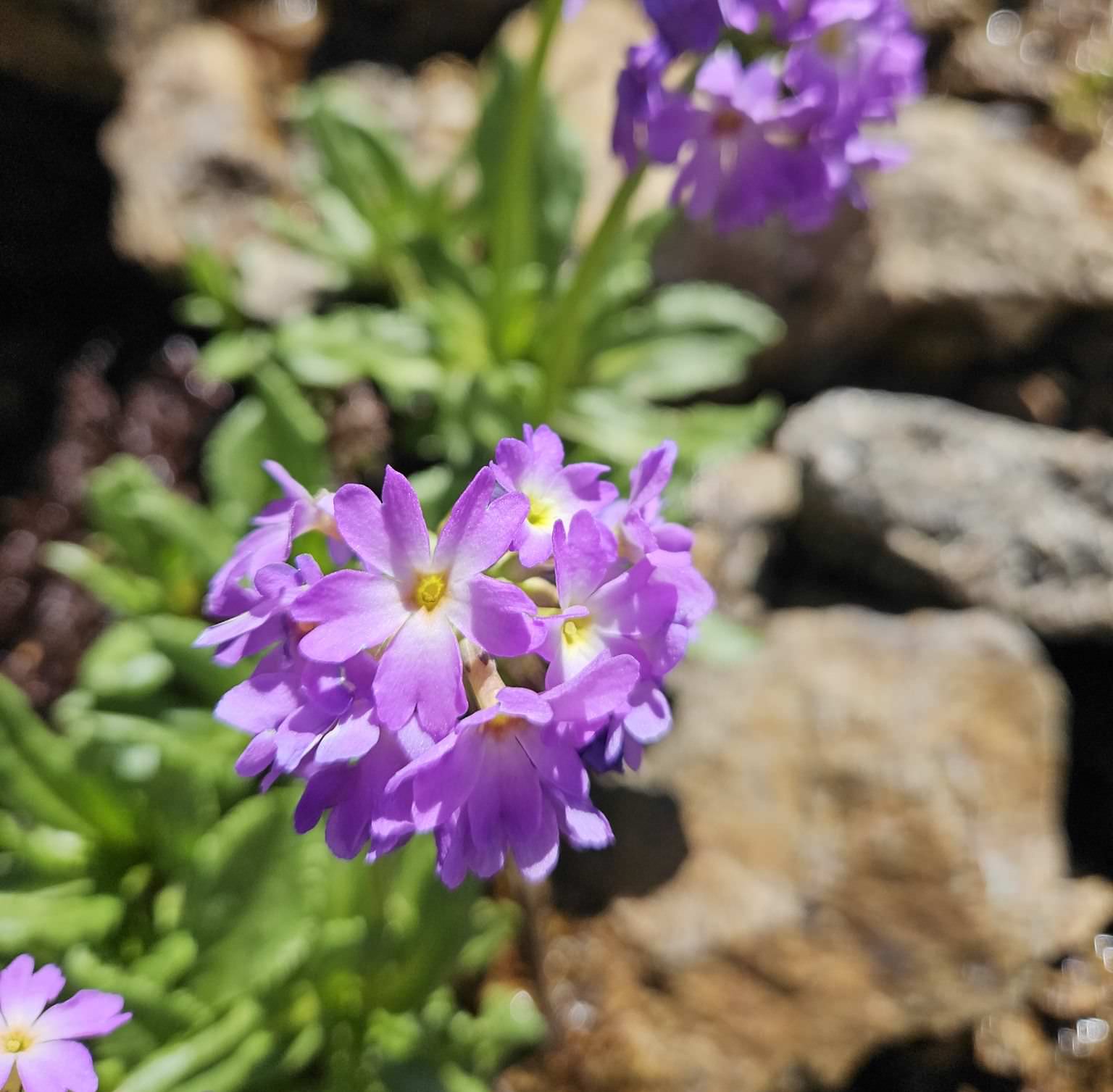 The alpine flowers of Georgia