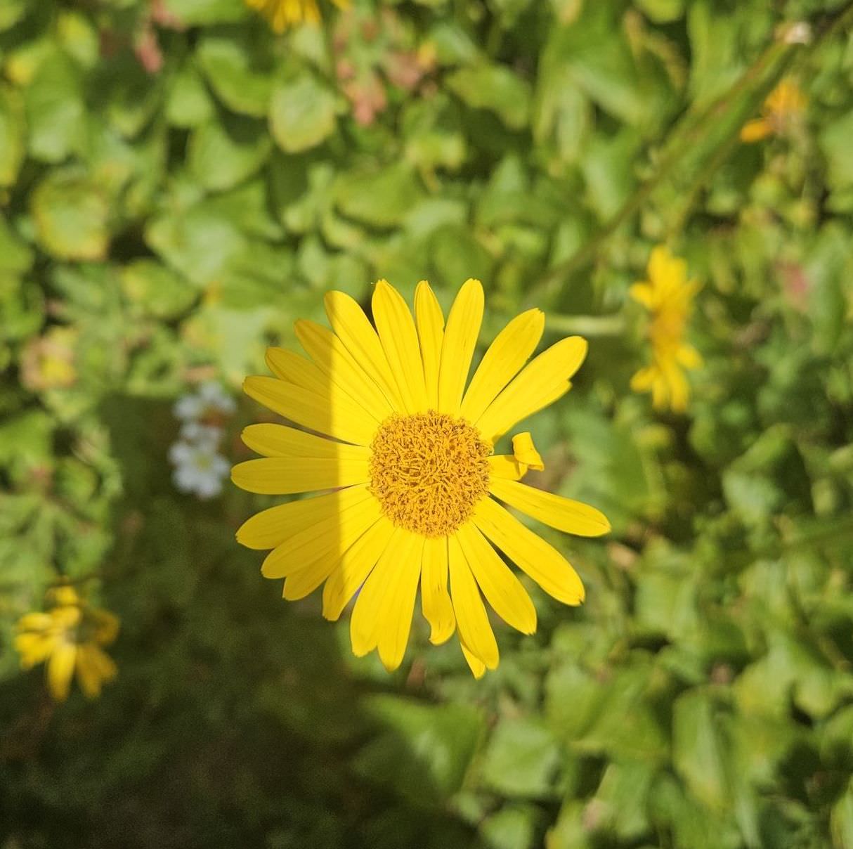 The alpine flowers of Georgia