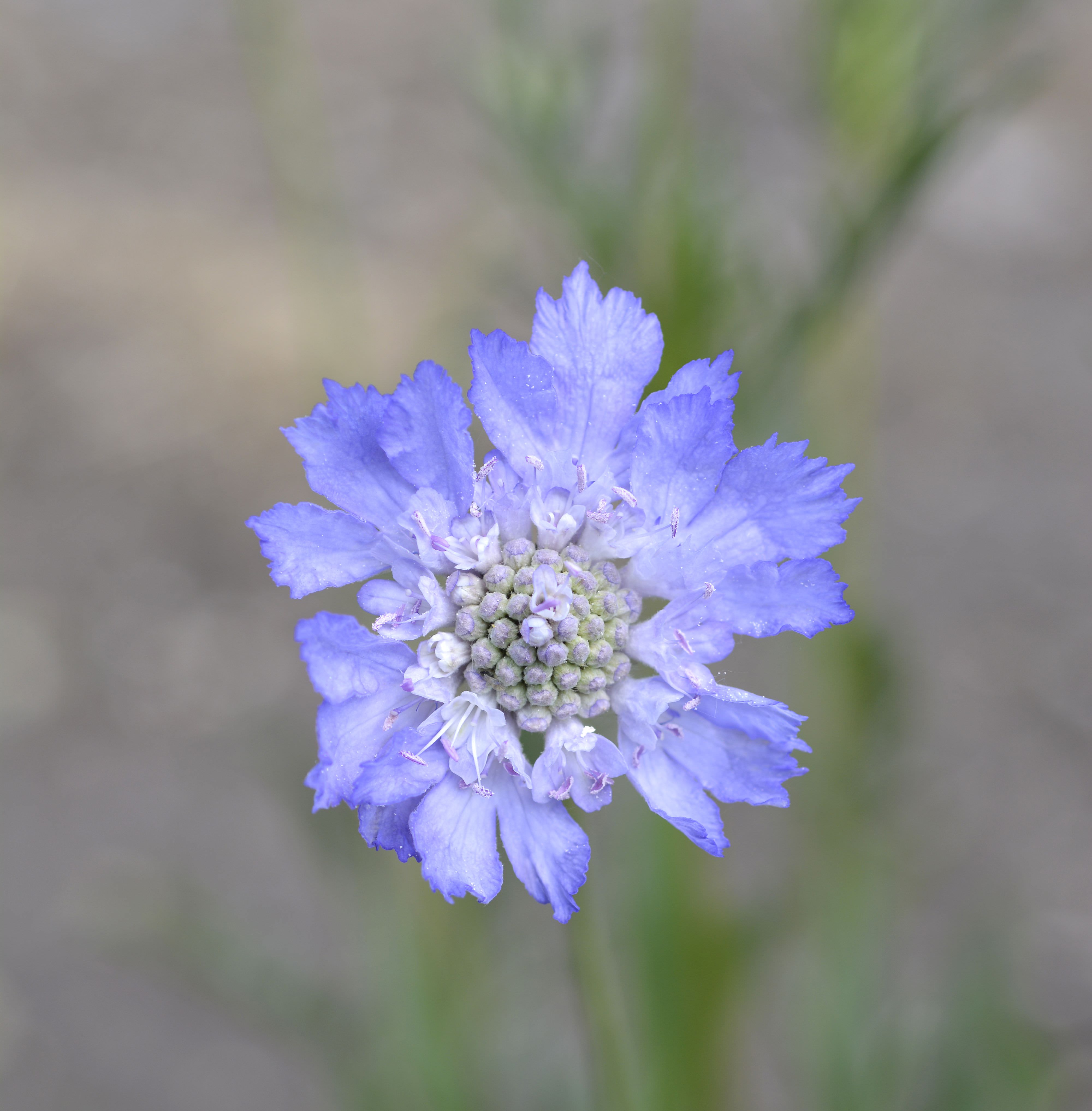 The alpine flowers of Georgia