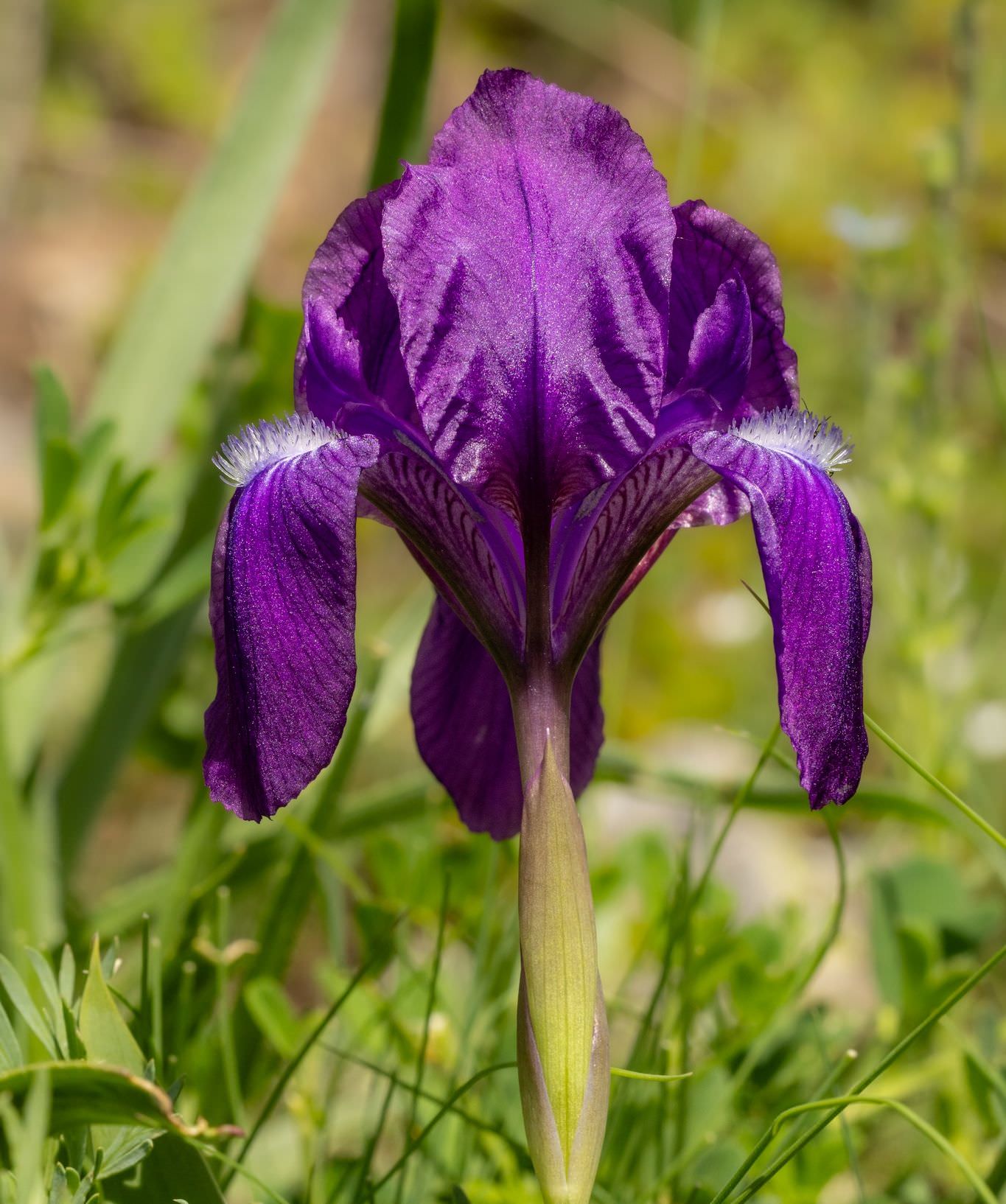 The alpine flowers of Georgia