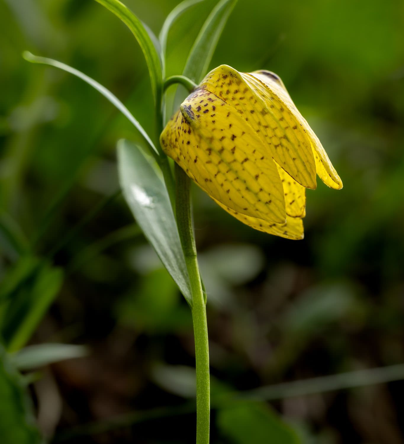 The alpine flowers of Georgia