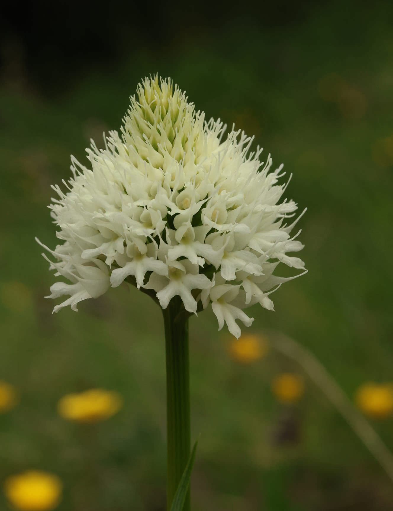 The alpine flowers of Georgia